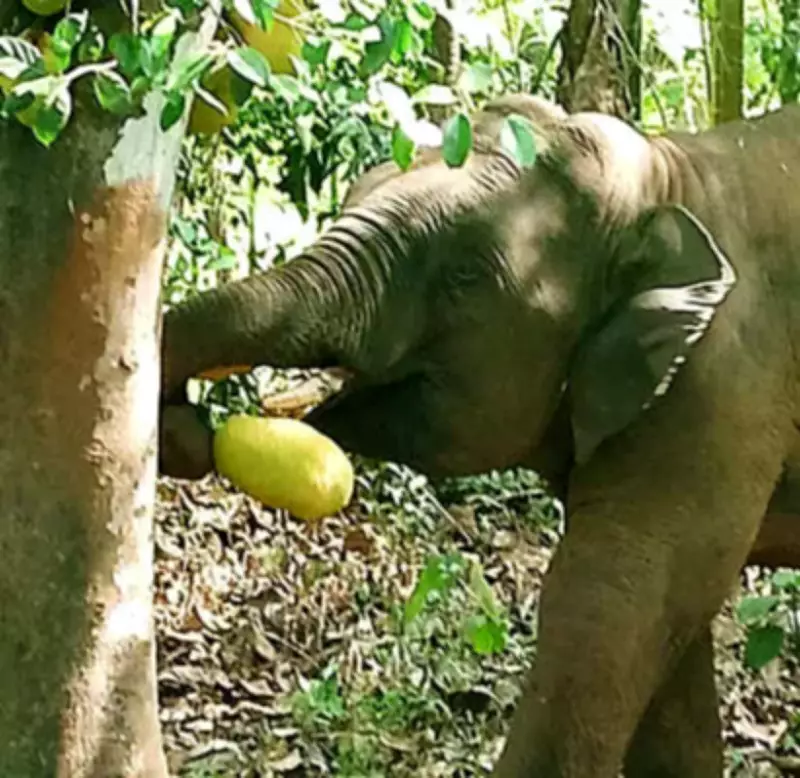 Elephant Omkar Safely Guided Back to Maharashtra from Goa Border