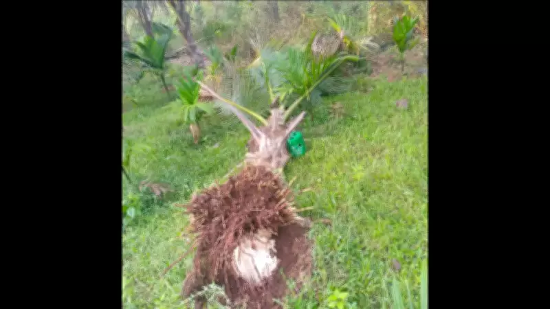 Elephant Omkar's Rampage in Goa: Farmers Demand Permanent Solution After Crop Destruction