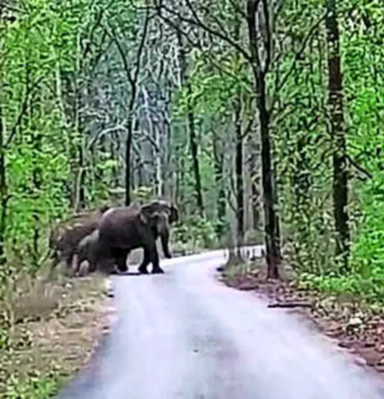 Elephants Heed Human Voices in Chhattisgarh Forest, Showcasing Rare Harmony