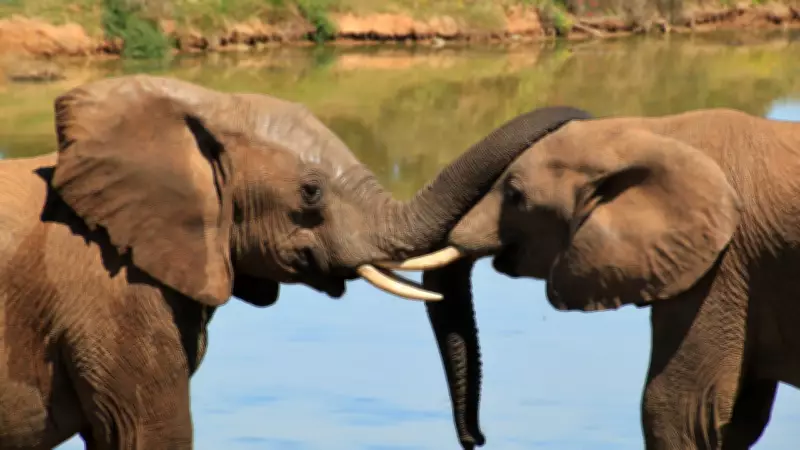Elephants Use Individual 'Names' to Communicate, New Research Reveals