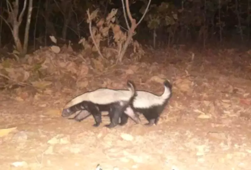 Elusive Honey Badger Spotted in Kheoni Wildlife Sanctuary, Confirming Ecological Recovery