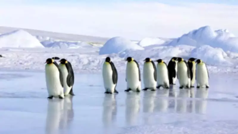 Emperor Penguin Declared Endangered as Climate Change Threatens Antarctic Icon