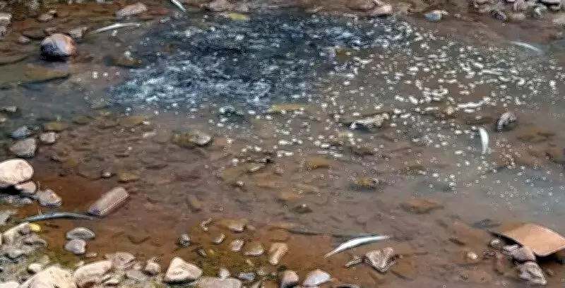 Environmentalists Use QR Codes to Protect Mookambika Sanctuary and River