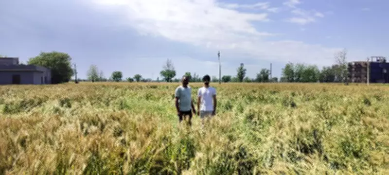 Erratic Weather Swings from Heat to Sudden Rain Fuel Farmers' Anxiety Ahead of Harvest