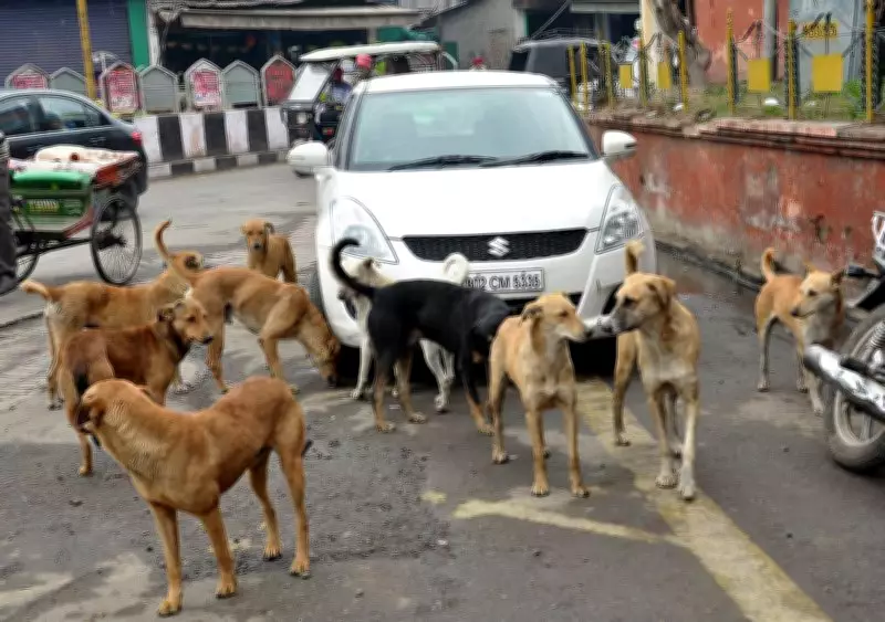 Ex-Union Minister Vijay Goel Advocates for Citizen-Led Action on Stray Dogs in Delhi