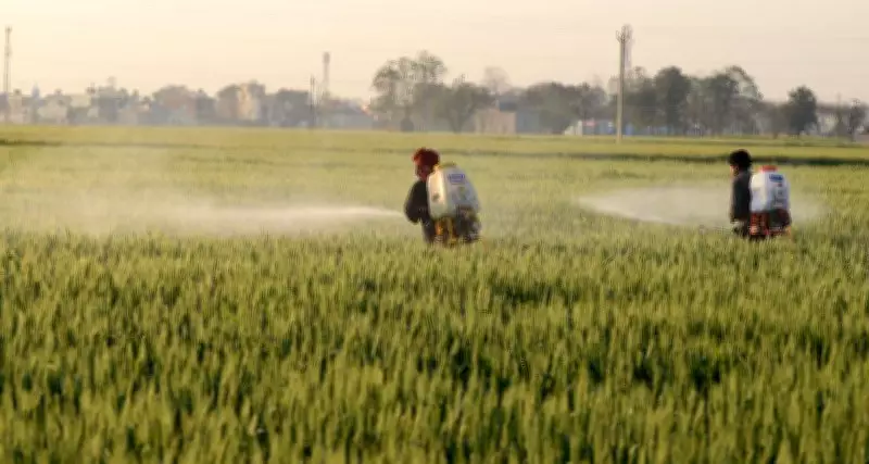 Experts Urge Punjab to Diversify Beyond Rice and Wheat for Sustainable Growth