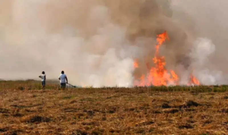 Farm Fires Surge: Madhya Pradesh Leads Stubble Burning Cases