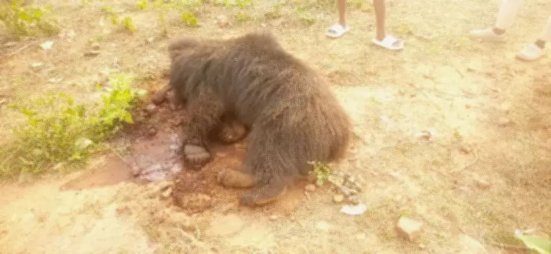 Farmer Arrested for Poisoning Sloth Bear in Odisha's Jajpur District