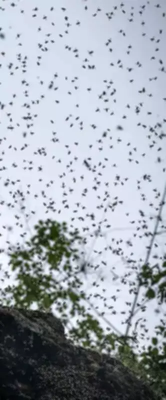 Farmer Killed by Wild Bee Swarm in Hisar, Leaves Family Destitute