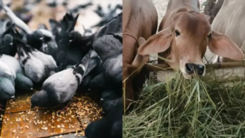 Feeding Birds & Animals: Ancient Vedic Practice to Reduce Karmic Debts