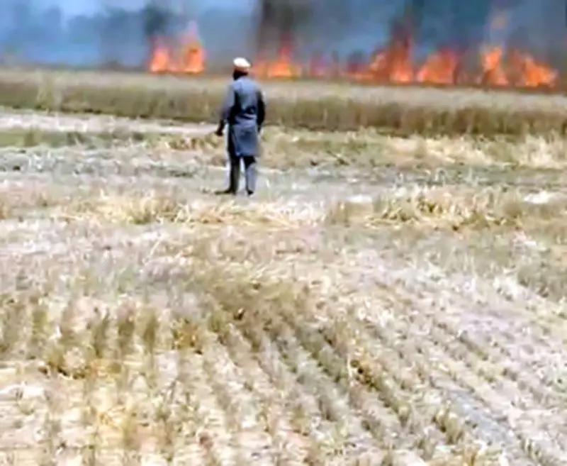 Fire Destroys Wheat Crop in Amritsar Village, Farmers Demand Relief