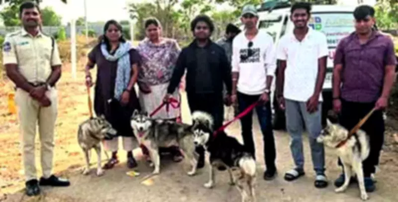 Five Abandoned Siberian Huskies Rescued Near Hyderabad, One Found Dead