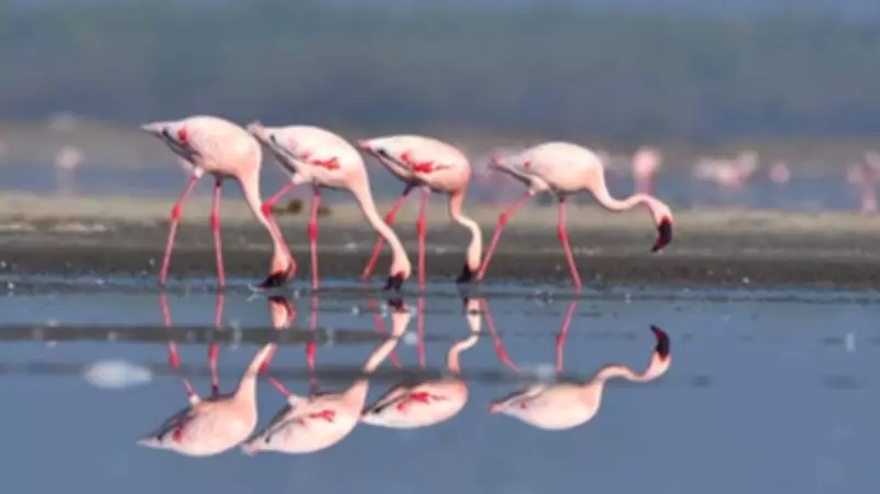 Flamingos Bypass Major Navi Mumbai Lakes Due to Rising Toxicity Levels