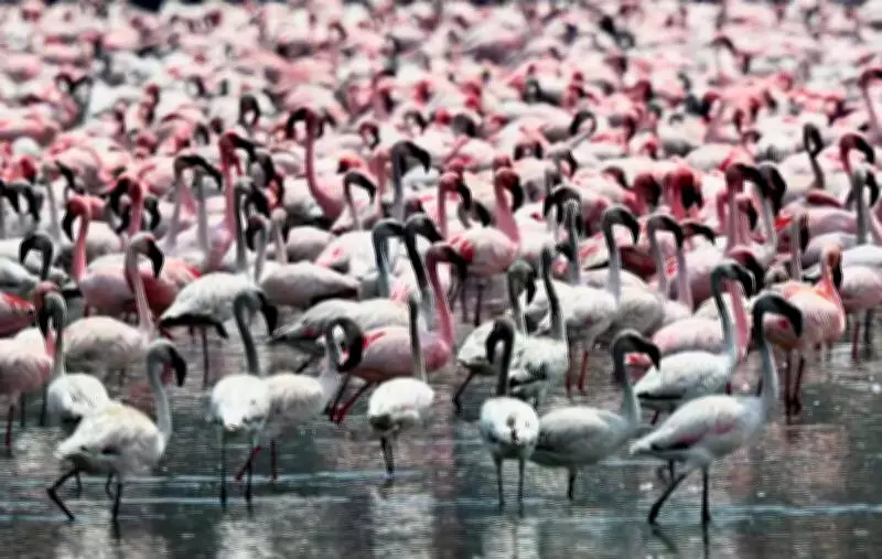 Flamingos Return Late to Navi Mumbai, Sparking Climate and Habitat Concerns