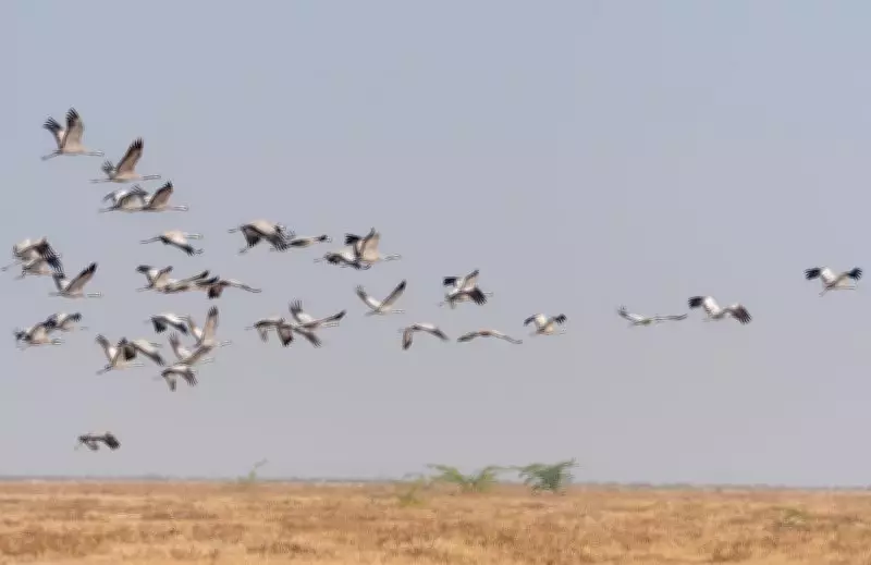 Flight Interrupted: Passenger Drama Forces Emergency Landing in Delhi