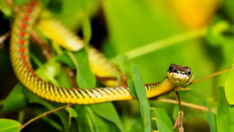 Flying Snakes of Asia: The Limbless Gliders Defying Nature's Norms