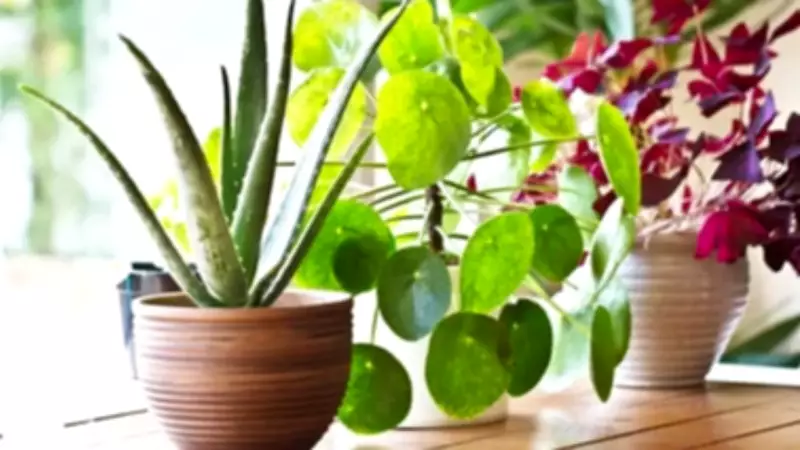 Focus on Soil Not Plants: A Shift in Perspective for Growth