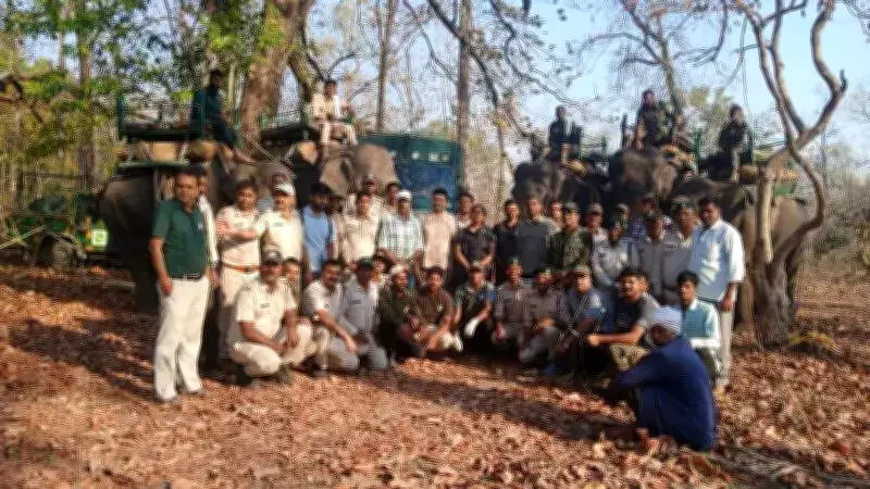 Forest Authorities Capture Straying Tiger After Illegal Opium Field Confession