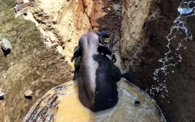 Forest Department and Locals Rescue Elephant from 45-Foot Well in Ranchi