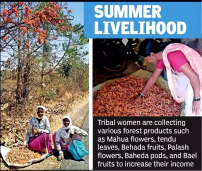 Forests Provide Sustainable Summer Income for Tribal Villages in Yavatmal