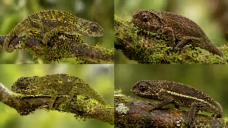 Four New Chameleon Species Found in Mozambique's Sky Islands