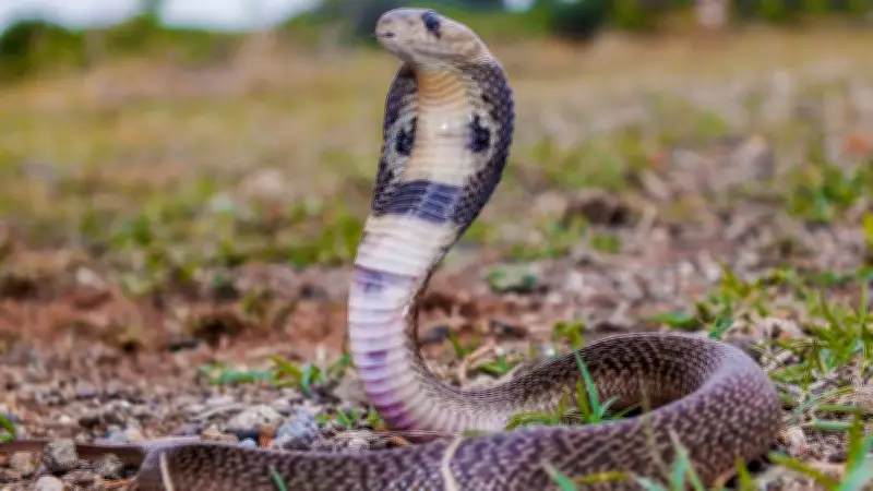 Four-Year-Old Girl Dies from Snake Bite in Kerala