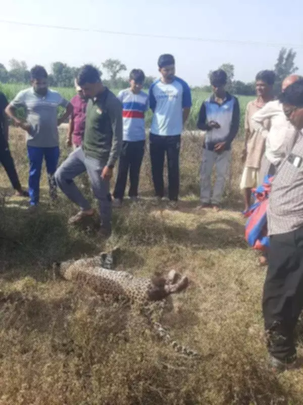 Four-Year-Old Leopard Killed by Vehicle on NH-53 in Surat, Gujarat
