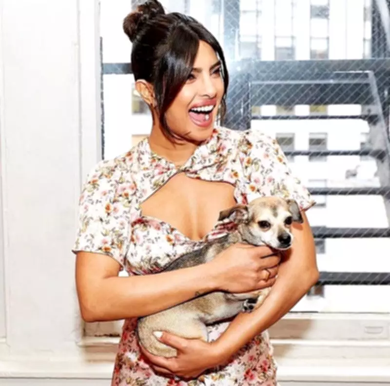 From Priyanka Chopra's Diana to Taylor Swift's Olivia: A Look at Celebrity Pets