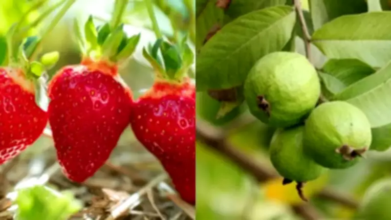 Fruits You Can Easily Grow on Your Balcony: A Guide to Fresh Homegrown Produce