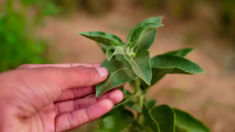 FSSAI Bans Ashwagandha Leaves in Food Products, Citing Regulatory Violations