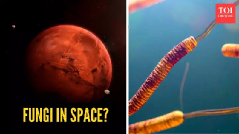 Fungi Could Survive Mars Journey, Study Finds, Raising Contamination Concerns