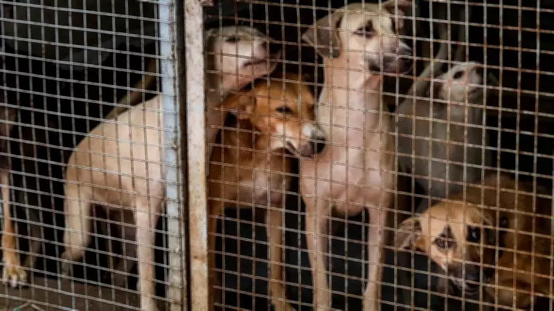 Gas Shortage Cripples Animal Rescue Centers, Strays Face Starvation Crisis