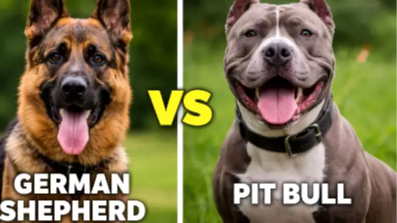 German Shepherd vs Pit Bull: Beyond the Breed Debate to Training and Temperament