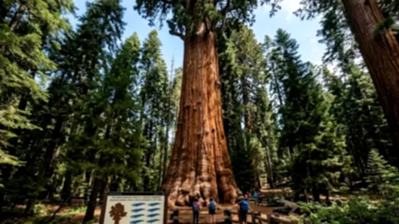 Giant Sequoias: Nature's Living Skyscrapers Defying Biology in California