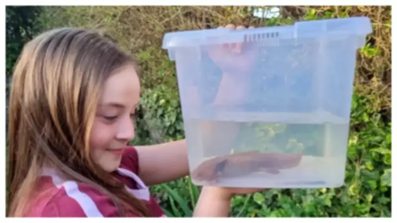 Girl, 10, Finds Rare Mexican Axolotl in Welsh River, Rescues It