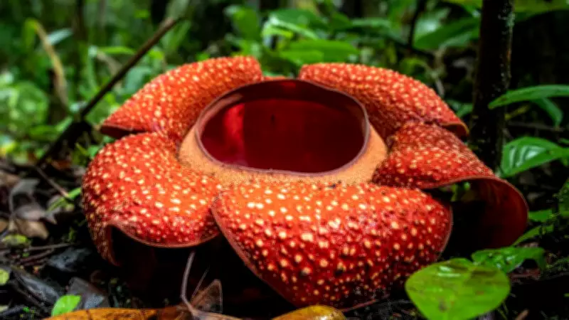 GK Fact: 5 Beautiful Flowers That Smell Absolutely Terrible