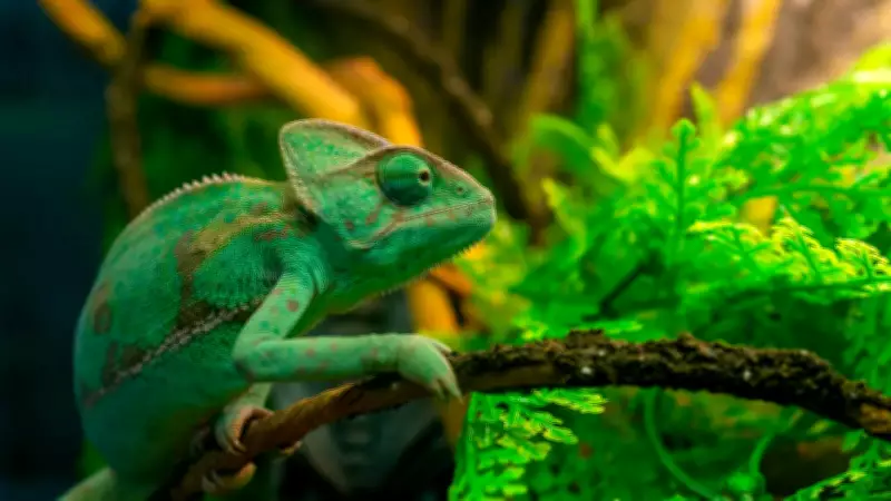 GK Fact of the Day: 5 Animals That Can Change Colour Besides Chameleons