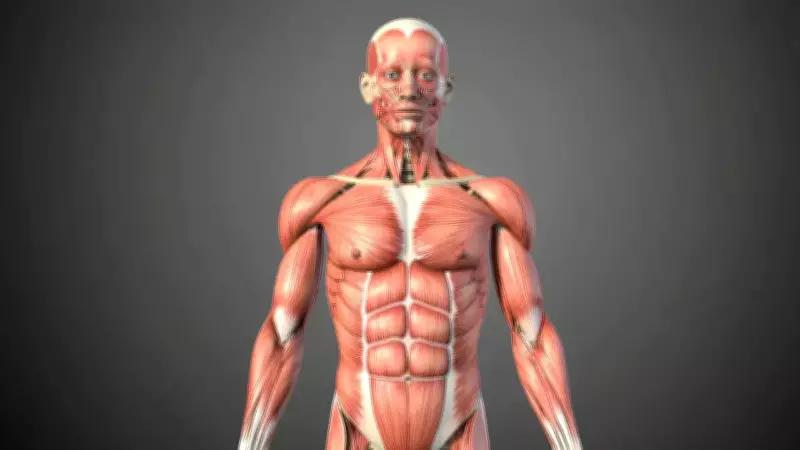 GK Fact of the Day: 5 Largest Muscles of the Human Body