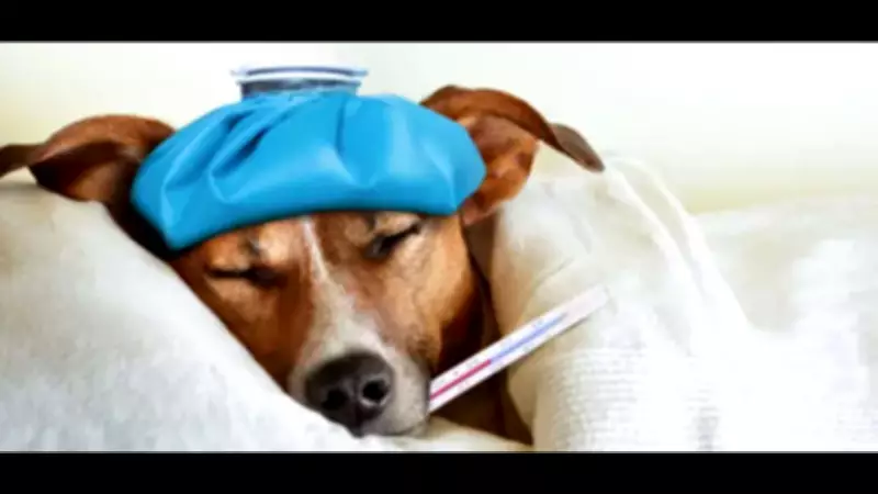 Goa Animal Ambulance Tender Fails Again, Third Attempt Planned