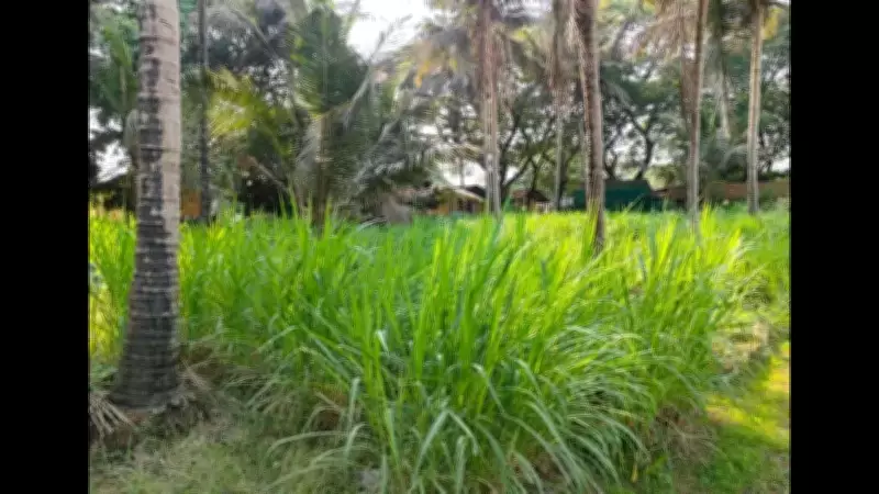 Goa Farmers Turn to Climate-Resilient Super Napier Grass to Boost Livestock