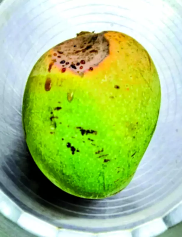 Goa Mango Growers Battle Unusual Fruit Spotting, Blame Environmental Stress