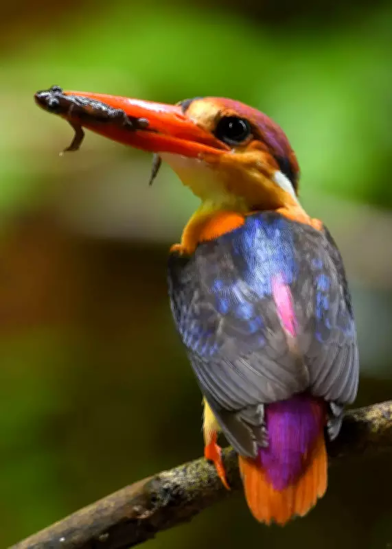 Goan Photographer Documents Rare Oriental Dwarf Kingfisher Life Cycle Over Three Years