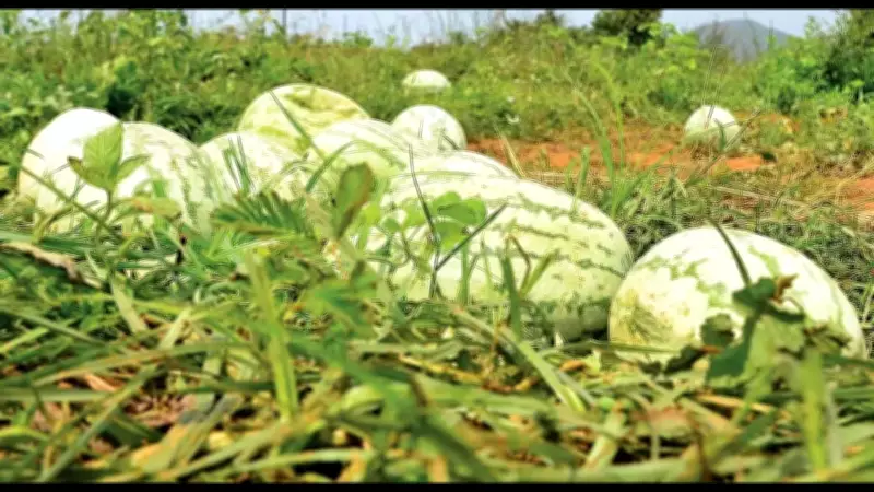 Goa's Summer Fruit Boom: Watermelon & Pineapple Sales Surge Amid Health Awareness