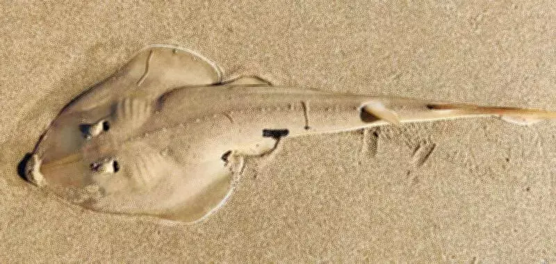 Goa's Widenose Guitarfish Faces Bycatch Threat, Conservation Efforts Underway