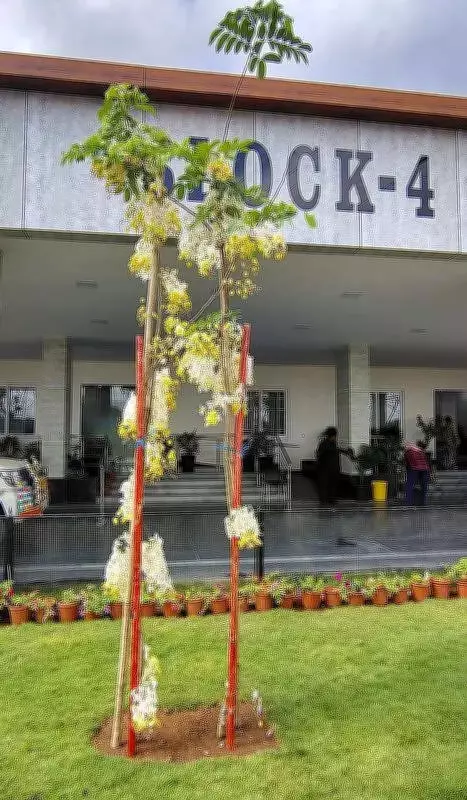 Golden Flower Trees Thrive in Amaravati, Boosting Green Capital Vision