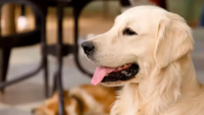 Golden Retriever Napping in UK Parliament Goes Viral, Steals Hearts Online