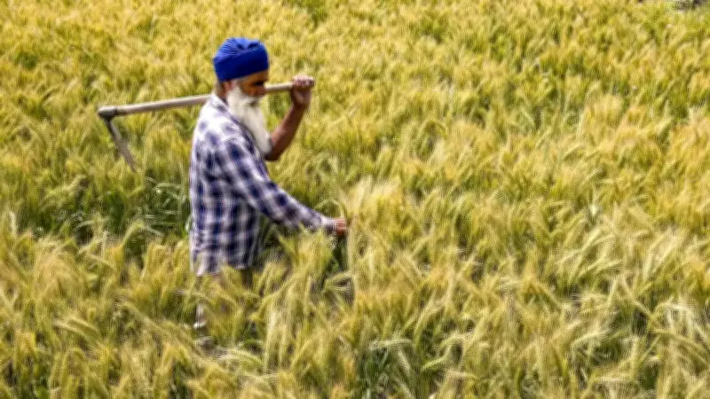 Govt Raises Wheat Procurement Target by 15% to 34.5 MT for Rabi Season