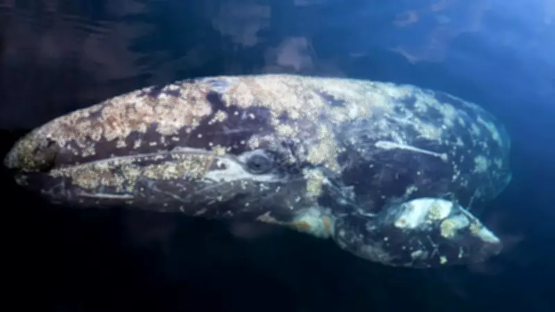 Gray Whales Face Rising Mortality in San Francisco Bay Amid Climate Shifts