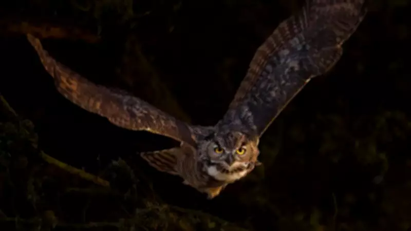 Great Horned Owls: Surprising Size, Wingspan, and Hunting Prowess Revealed
