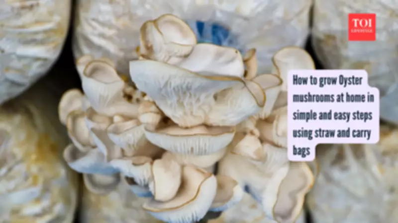 Grow Oyster Mushrooms at Home: A Simple Guide for Fresh, Nutritious Food